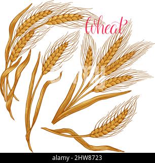 Set di spighe di pane di grano raccolto di cereale. Illustrazione disegnata a mano Illustrazione Vettoriale