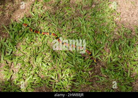 Un velenoso serpente corallo costaricano (Micrurus mosquitensis) scivola lungo l'erba in Costa Rica, America Centrale ... più Foto Stock