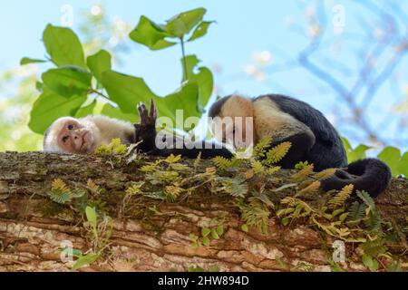 Due cappuccini panamaniani (imitatore Cebus), Parco Nazionale Manuel Antonio, Provincia di Puntarenas, Quepos, Costa Rica, America Centrale. Foto Stock