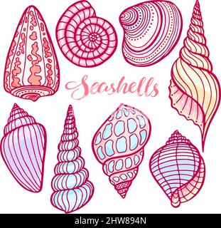 bella serie di conchiglie colorate. illustrazione disegnata a mano Illustrazione Vettoriale