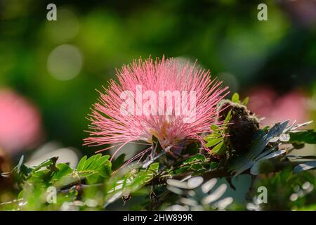 Polvere rosa pianta di puff (Calliandra ematocephala), Costa Rica, America Centrale Foto Stock