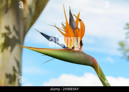 Uccello del fiore del Paradiso (Strelitzia reginae) in Costa Rica, America Centrale. Noto anche come fiore di gru o giglio di gru Foto Stock