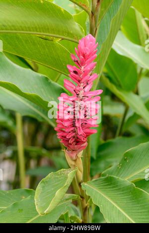 Fiore di zenzero rosa (Alpinia purata), Costa Rica, America Centrale Foto Stock