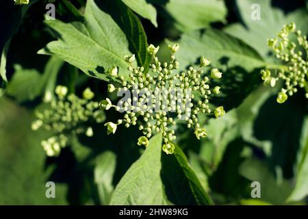 Guelder rosa comincia a fiorire Foto Stock