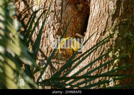 Un toucan di castagno-mandibled (Ramphastos ambiguus swaissonii) si allena dal suo nido in un albero, Parco Nazionale di Corcovado, Penisola di Osa, Costa Rica Foto Stock