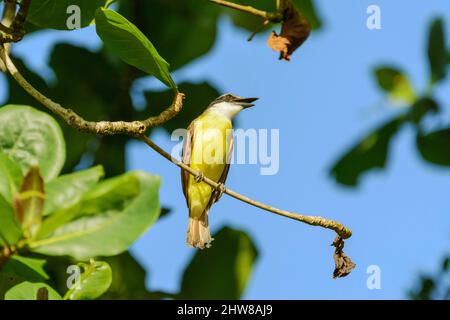 Grande kiskadee (Pitangus sulfuratus) nel Parco Nazionale di Tortuguero, Provincia di Limon, Costa Rica, America Centrale Foto Stock