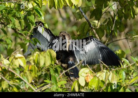 Anhinga uccello (Anhinga anhinga) che predica le sue piume nel Parco Nazionale di Tortuguero, Provincia di Limon, Costa Rica. Conosciuto anche come uno Snakebird ... più Foto Stock