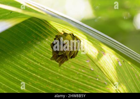 Pipistrelli per la creazione di tende (Uroderma bilobatum) che si stagliano sotto una foglia di palma nel Parco Nazionale del Corcovado, penisola di Osa, Costa Rica, America Centrale Foto Stock