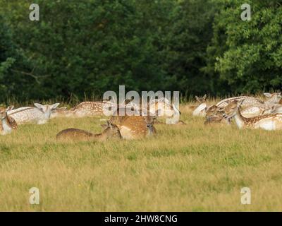 Deer Doe di Fallow che si stese nel gregge Foto Stock