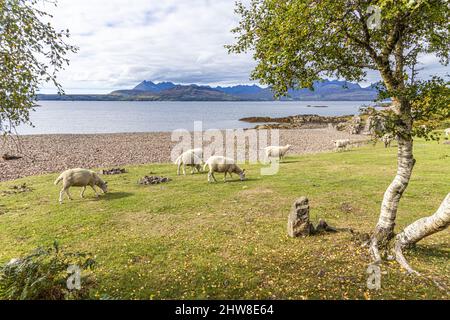 Pecore che pascolano sulle rive di Loch Eishort a Tokavaig, Penisola di Sleat nel sud dell'isola di Skye, Highland, Scozia Regno Unito. Cuillins all'orizzonte. Foto Stock