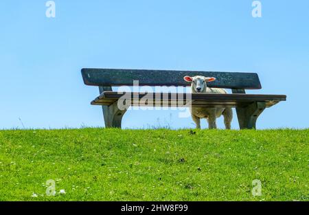 Pecore intorno a una panchina su un levee in un ambiente soleggiato visto nella Germania settentrionale Foto Stock