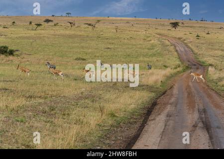 Tanzania. Hartebeest (Alcelaphus buselaphus) attraversando la strada, Nord del Parco Nazionale del Serengeti. Foto Stock