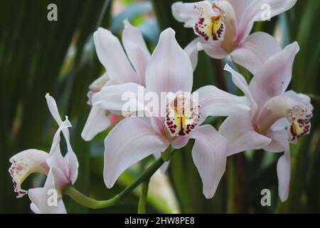 Ibrido di cimbidium orchidea rosa con concime di alta qualità e fertilizzanti Foto Stock