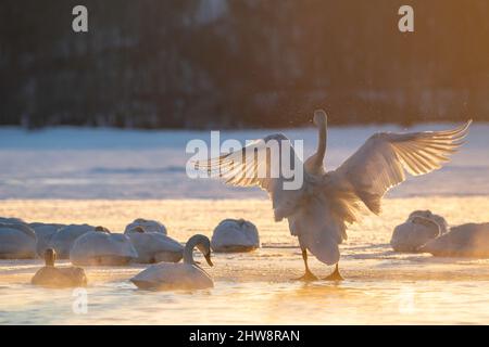 Cigni trombettieri (Cygnus buccinator), Alba, fiume St. Croix, Wisconsin, Inverno, USA, di Dominique Braud/Dembinsky Photo Assoc Foto Stock