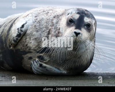 Bearded Seal, Erignathus barbatus, Shetland, Scozia, UK Foto Stock