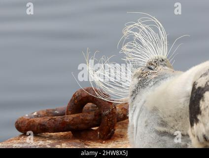 Bearded Seal, Erignathus barbatus, Shetland, Scozia, UK Foto Stock