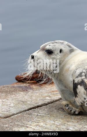 Bearded Seal, Erignathus barbatus, Shetland, Scozia, UK Foto Stock