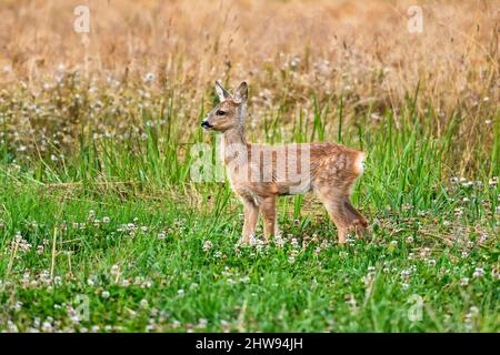 Capriolo Capriolo Foto Stock