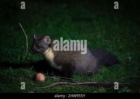 Pineta europea (Martes Martes) che mangia un uovo in un giardino, Ardnamurchan, Scozia, Regno Unito Foto Stock