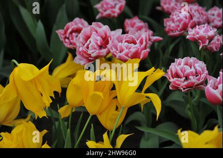 Tulipano giallo a fiore di giglio (Tulipa) la Perla e tulipano rosso e bianco a fiore di peonia doppio tulipano tardivo abbagliante desiderio fiorire in un giardino nel mese di aprile Foto Stock