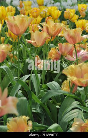 Tulipani gialli e rosa con frange (Tulipa) Lambada fiorisce in un giardino nel mese di aprile Foto Stock