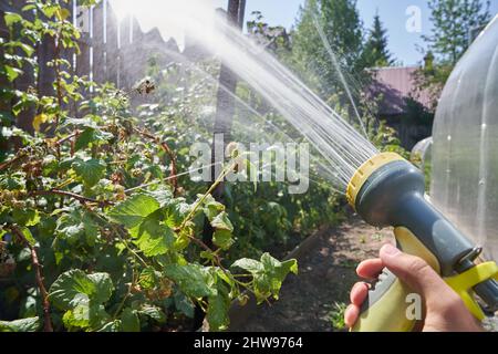 Primo piano di una mano di un uomo spruzzando una soluzione acquosa su piante sotto pressione. Annaffiatura di cespugli di lamponi in giardino. Concetto di giardinaggio. Foto di alta qualità Foto Stock