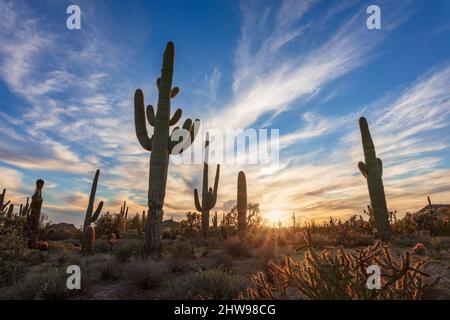 Paesaggio panoramico del deserto di sonora con Saguaro Cactus al tramonto a Phoenix, Arizona Foto Stock