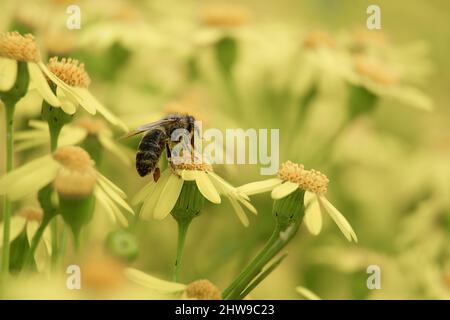 un'ape raccoglie nettare da fiori selvatici gialli in una giornata di sole in un prato Foto Stock