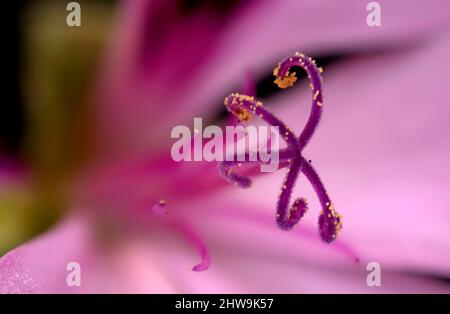 Primo piano messa a fuoco immagine impilata di limone-profumato geranio fiore mostrando stigma Foto Stock