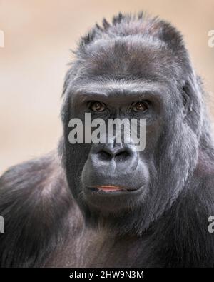 Primo piano ritratto di gorilla lowland occidentale adulta femmina Foto Stock