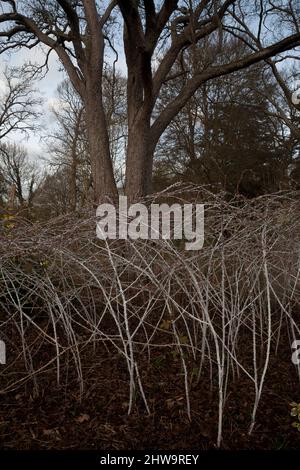 rubus biflorus in inverno wisley surrrey inghilterra Foto Stock