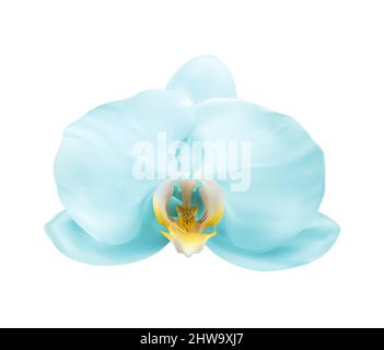 Realistico 3D orchidea blu fiore isolato su bianco. Illustrazione Foto Stock