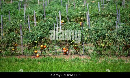 Raccolto di pomodori maturano sulla vite. Ci sono file di pomodori nella fattoria di pomodoro. Ogni fila è impuntata con un palo di legno. Foto Stock