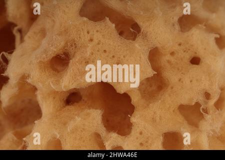 Texture di una spugna marina naturale. Texture perfetta ad alta risoluzione. Foto Stock