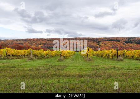 In autunno, vigneto sulla costa di Beaupre a Saint-Joachim (Quebec, Canada) Foto Stock