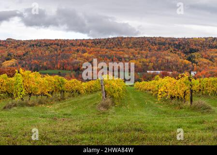 In autunno, vigneto sulla costa di Beaupre a Saint-Joachim (Quebec, Canada) Foto Stock