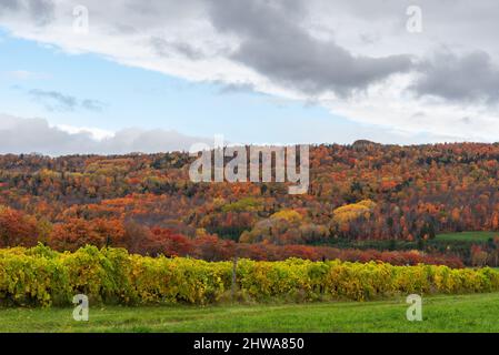 In autunno, vigneto sulla costa di Beaupre a Saint-Joachim (Quebec, Canada) Foto Stock