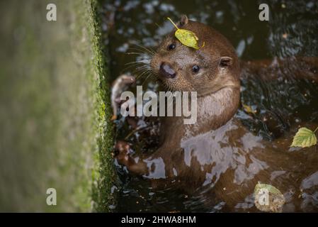 Fuoco poco profondo di una lontra che nuota nel laghetto nella sua recinzione nello zoo Foto Stock