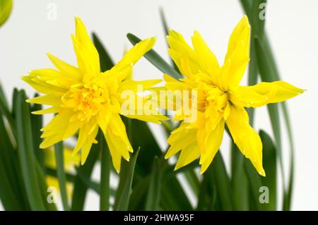 daffodil (Narcissus 'RIP van Winkle'), fiori di cultvar RIP van Winkle Foto Stock