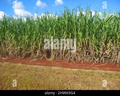 Canna da zucchero (Saccharum officinarum), piantagione di canna da zucchero, Australia, Queensland Foto Stock