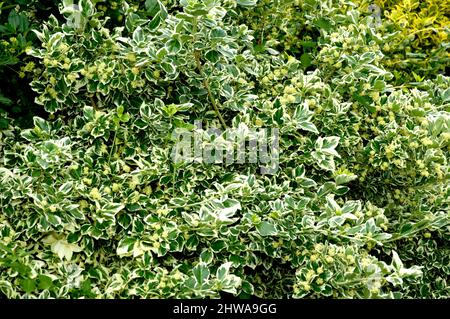 Arrampicata euonymus, wintercreeper euonymus, inverno-superriduttore (Euonymus fortunei 'Emerald Gaiety', Euonymus fortunei Emerald Gaiety), cultivar Emerald Foto Stock