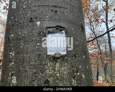 Faggio comune (Fagus sylvatica), cartello da trekking su un tronco di faggio, Germania Foto Stock