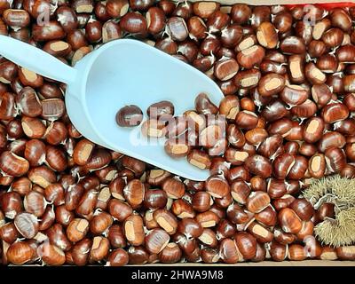 Castagno spagnolo, castagno dolce (Castanea sativa), castagne in scatola, Italia, Alto Adige Foto Stock