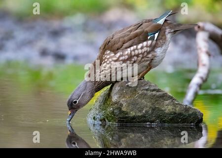 Anatra mandarino (Aix galericulata), femmina posate su una pietra in acqua e bere, Germania Foto Stock