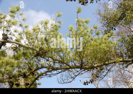 Pino bianco giapponese (Pinus parviflora), ramo con coni Foto Stock