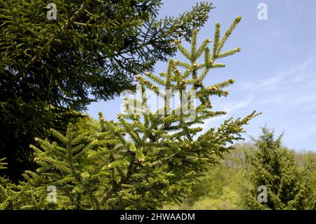 Abete orientale, abete caucasico (Picea orientalis), rami Foto Stock