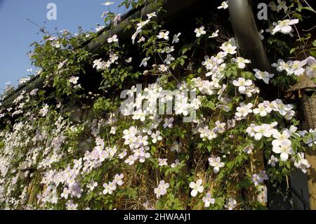 clematis, virgins-bower (Clematis spec.), fiorente ad un fienile, Germania Foto Stock