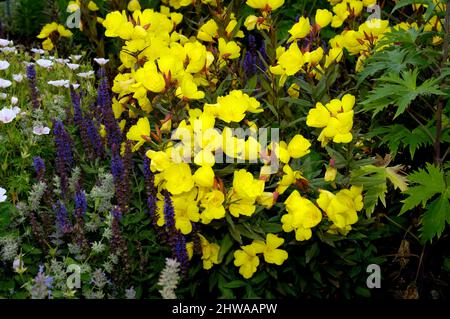 Gocce di sole, gocce di sole a foglia stretta, gocce d'oro, rosa primorina a foglia stretta, gocce di sole arbustive (Oenotera fruticosa, Oenotera tetragona), fioritura Foto Stock