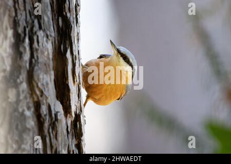 un nuthatch su un tronco d'albero guarda verso l'alto Foto Stock