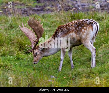 Il profilo laterale del Deer Fallow nel campo con uno sfondo sfocato nel suo ambiente e habitat circostante che mostra grandi antilers. Foto Stock